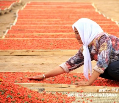Hui woman harvests goji berries in Ningxia, Tian He/Sina blog